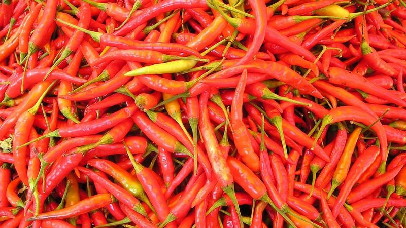 Ilustrasi artikel: Gara-Gara Cabe tentang Opini