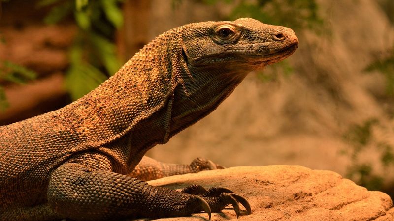 Ilustrasi artikel: Kebahagiaan untuk Komodo dan Indonesia tentang Opini