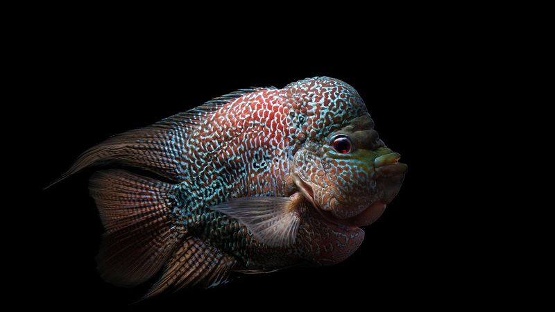 Ilustrasi artikel: IKAN LOHAN tentang KARFIKSI