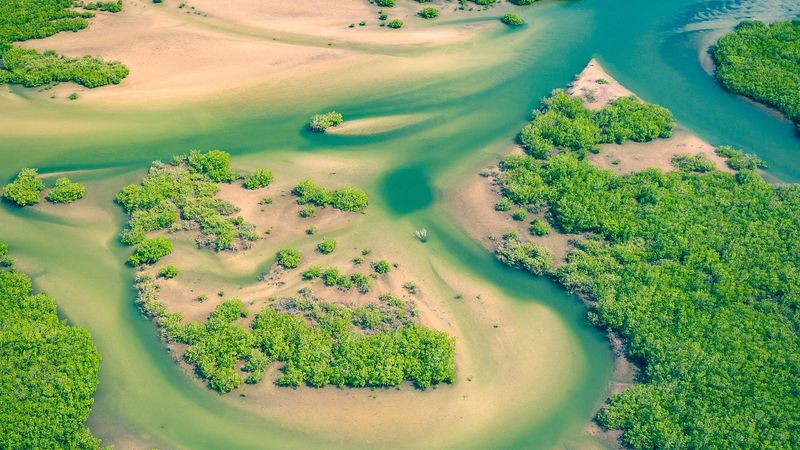 Ilustrasi artikel: Mangrove, Es Teh, dan Rasa tentang Opini